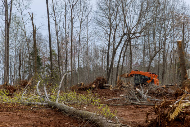 How Our Tree Care Process Works  in  Youngsville, LA